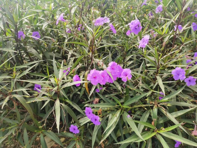 产地批发翠芦莉杯苗翠卢莉基地直销一手货源视频看货