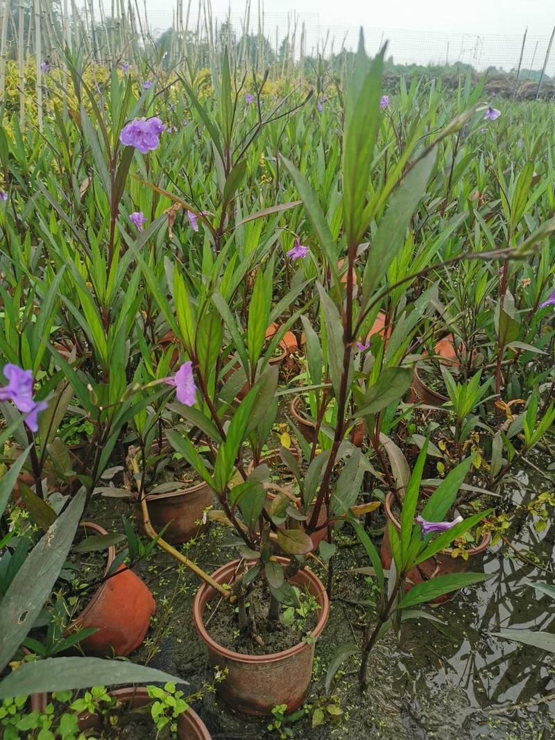 产地批发翠芦莉杯苗翠卢莉基地直销一手货源视频看货