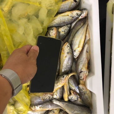 各种海鲜码头直供水产