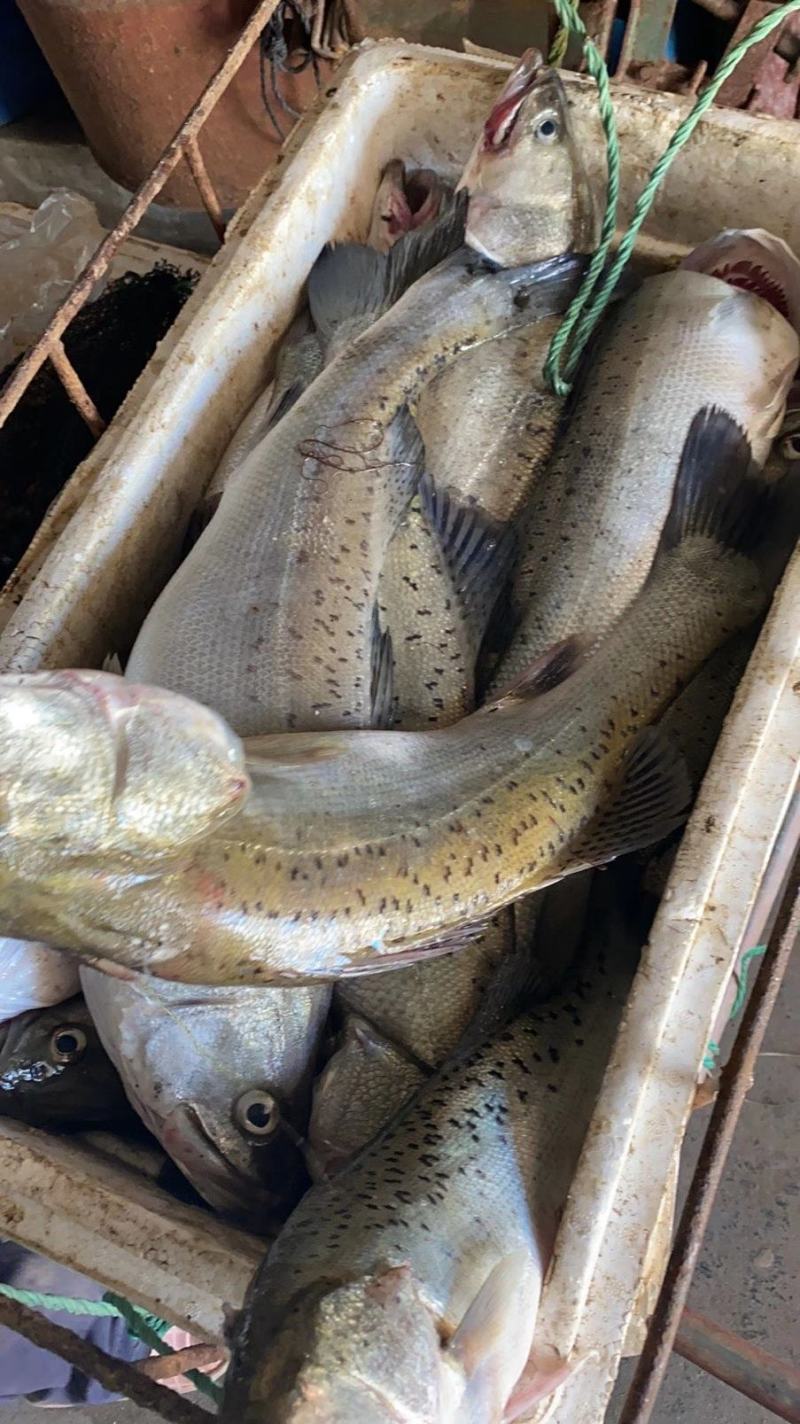 各种海鲜码头直供水产