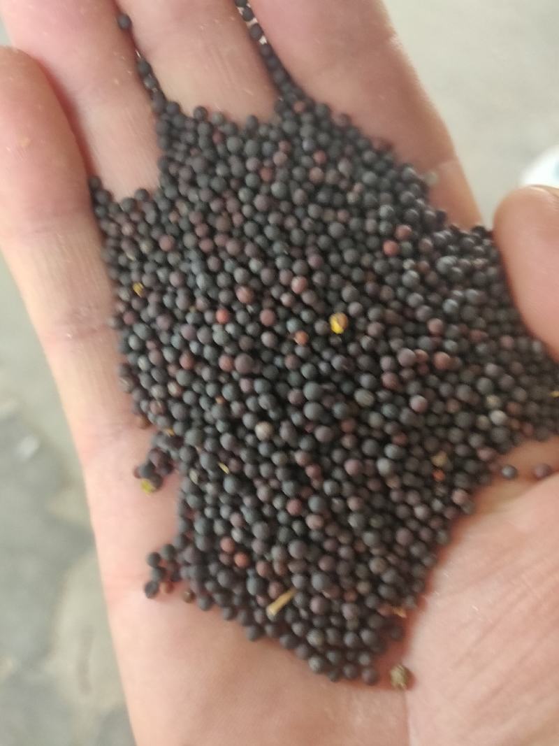 汉中优质本地菜籽有现货，价格以面谈为准，客户需要价格详谈