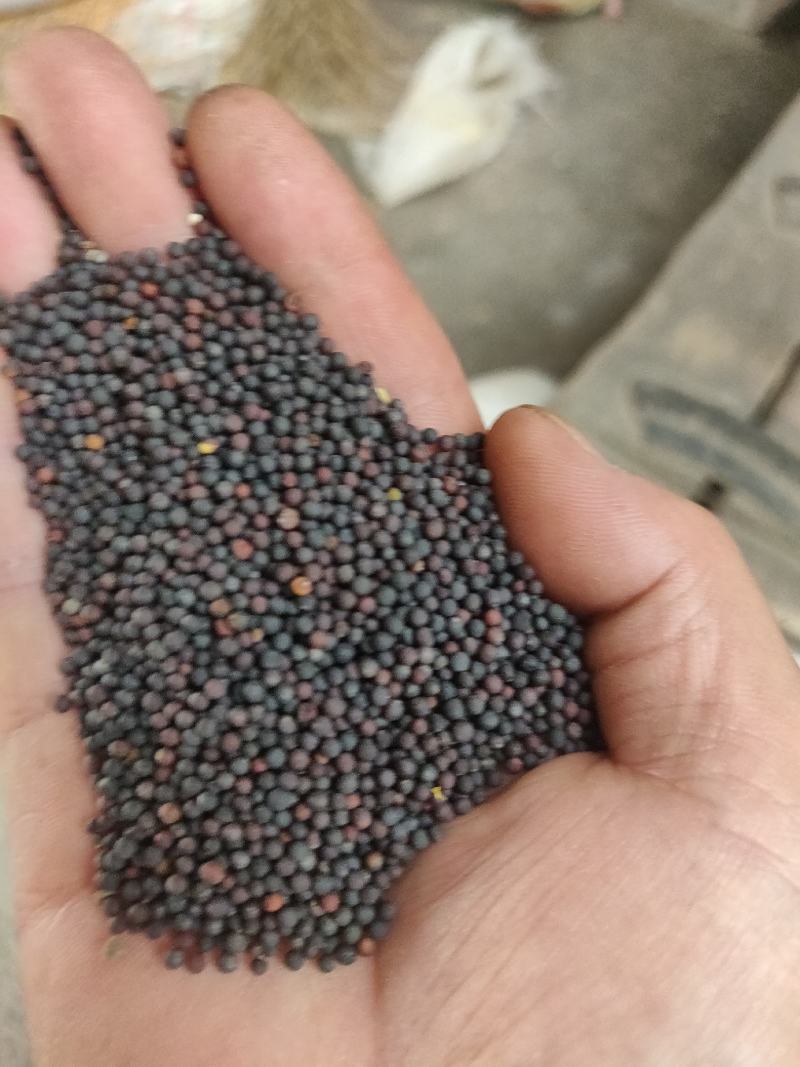 汉中优质本地菜籽有现货，价格以面谈为准，客户需要价格详谈