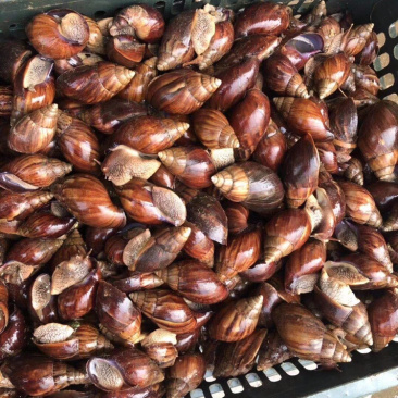 非常蜗牛🐌欢迎来店咨询