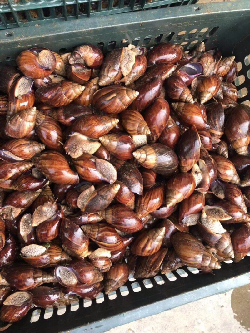 非常蜗牛🐌欢迎来店咨询