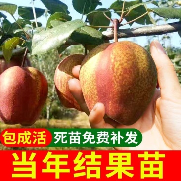 梨树苗早酥红梨红啤梨香梨雪花梨现挖现发包成活