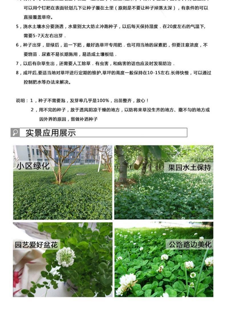 白三叶草种子红三叶心形草多年生进口草籽四季青草坪果园牧草