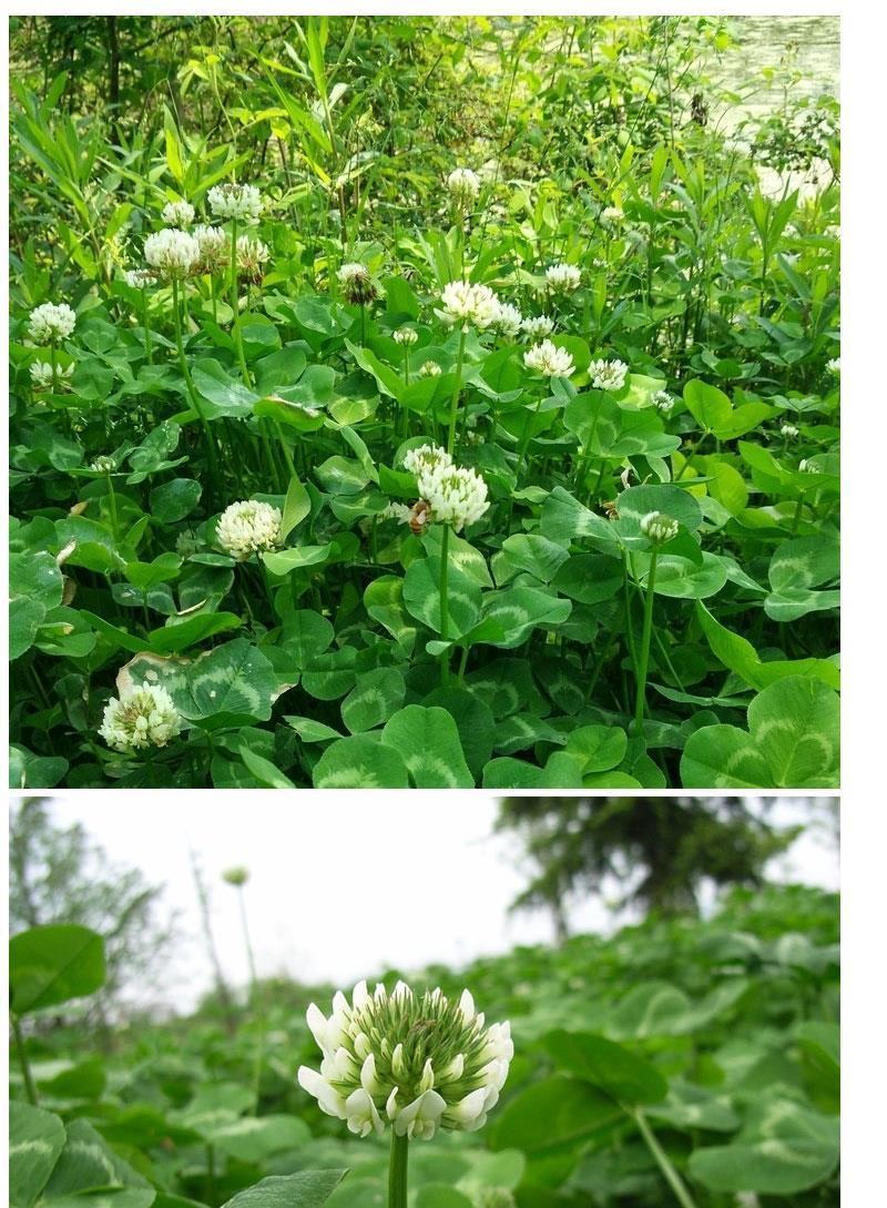 白三叶草种子红三叶心形草多年生进口草籽四季青草坪果园牧草