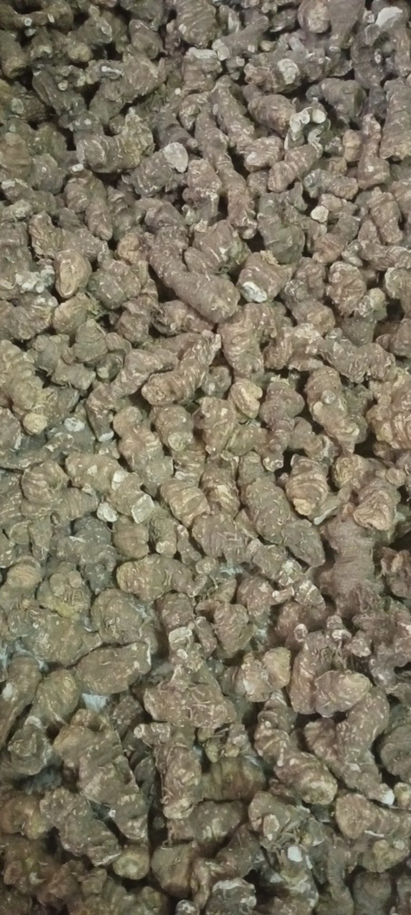 产地干重楼便宜出售走量