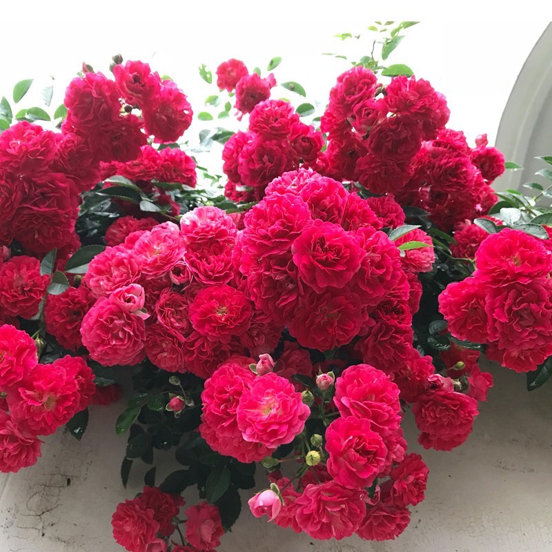 木香苗庭院花卉甜蜜红木香花苗盆栽带花