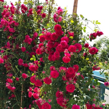 木香苗爬藤植物四季蔷薇月季庭院花卉甜蜜红木香花苗盆栽带花