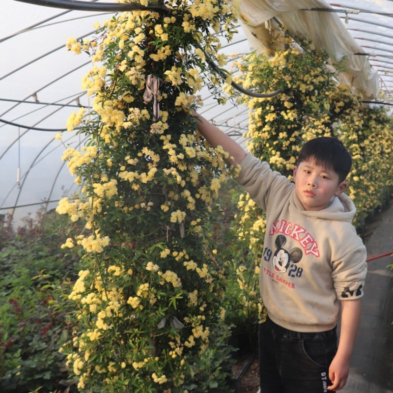 木香苗爬藤植物四季蔷薇月季庭院花卉甜蜜红木香花苗盆栽带花