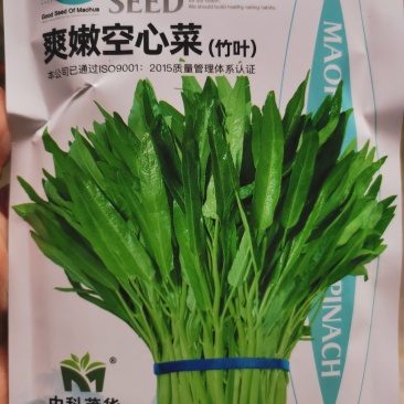 精品竹叶空心菜种子，耐热耐涝，质脆，味浓，商品性佳