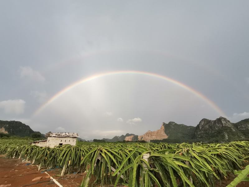 金都1号红心火龙果