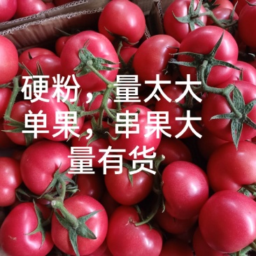 《实力甄选》连云港硬粉西红柿/对接全网弧三以上精品