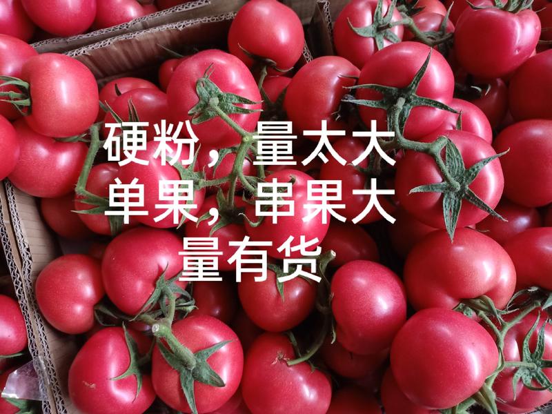 硬粉西红柿连云港东桃海硬粉西红柿通货硬粉弧三以上，
