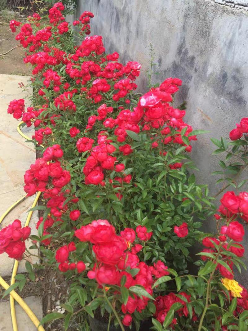 甜蜜红木香花苗四季红色盆栽带花爬藤植物浓香吸味绿植好养活