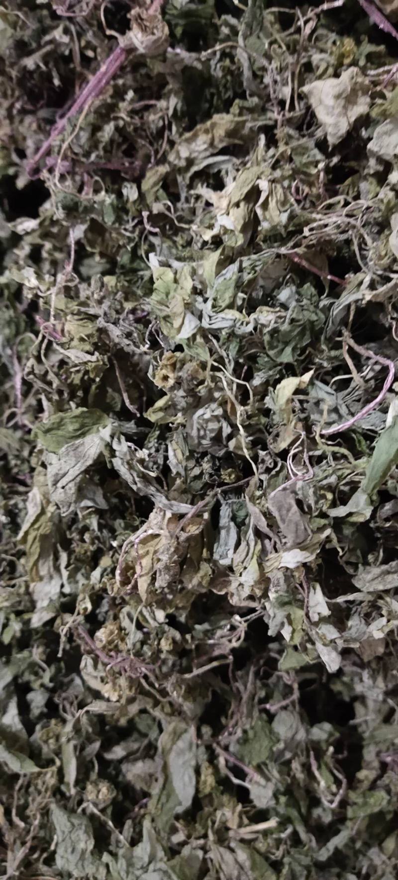 风柜斗草，野生风柜草，肉穗草