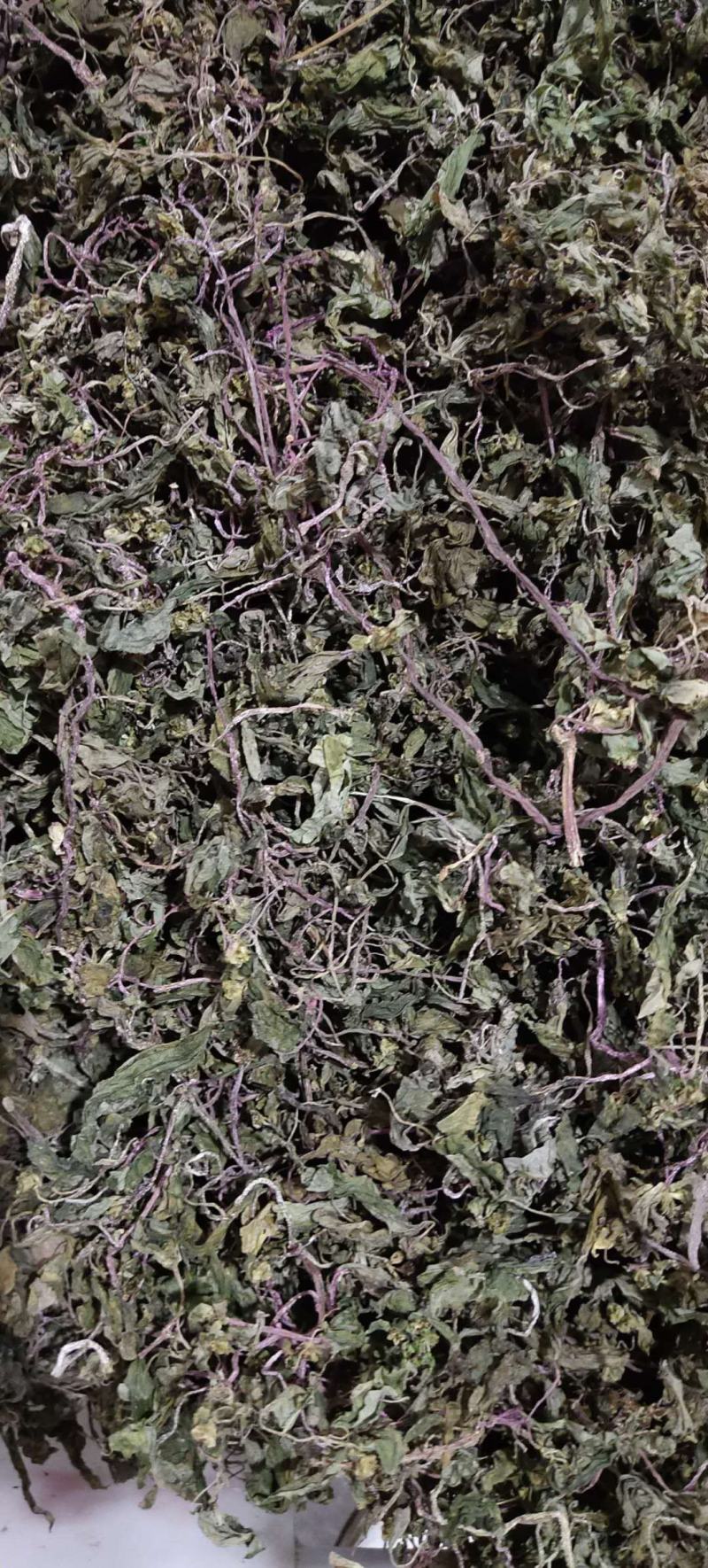 风柜斗草，野生风柜草，肉穗草