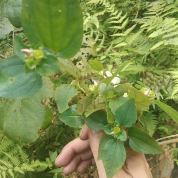 风柜斗草，野生风柜草，肉穗草