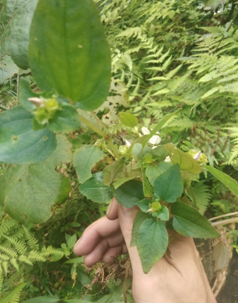 风柜斗草，野生风柜草，肉穗草