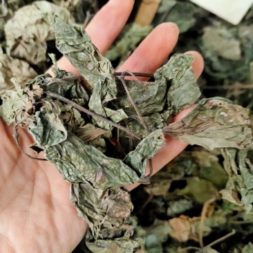 野生假蒌，青蒌叶，蛤篓，假蒟，