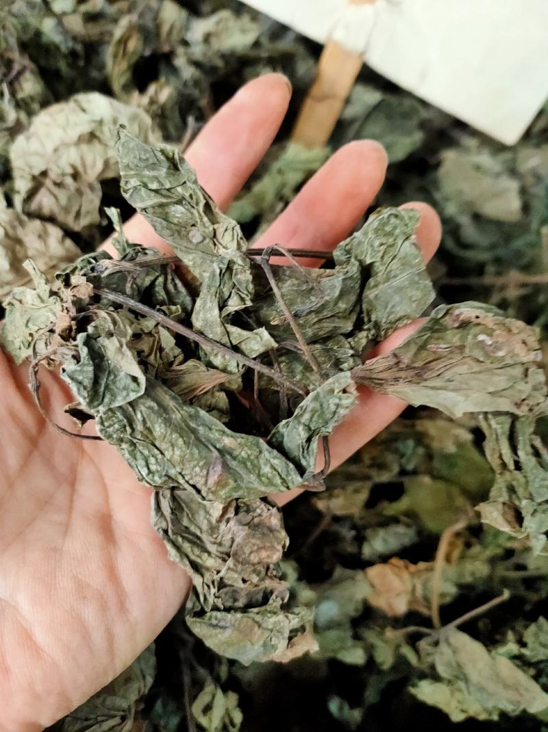 野生假蒌，青蒌叶，蛤篓，假蒟，