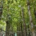 诚信经营香樟树5-25公分