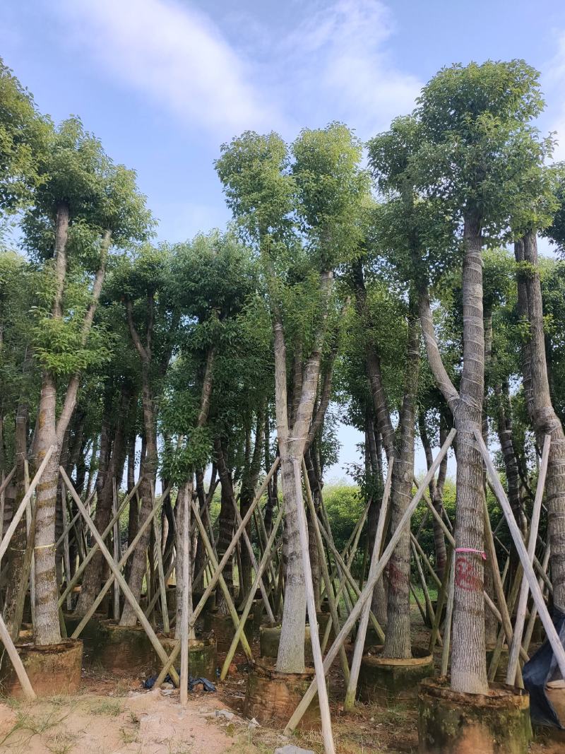 诚信经营香樟树5-25公分