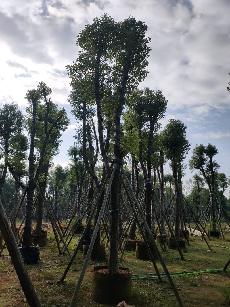 诚信经营香樟树5-25公分