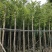 诚信经营香樟树5-25公分