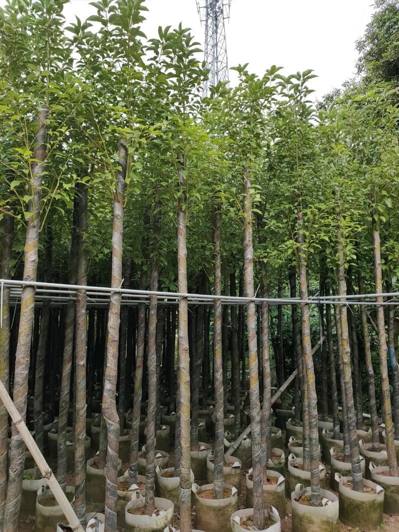 诚信经营香樟树5-25公分