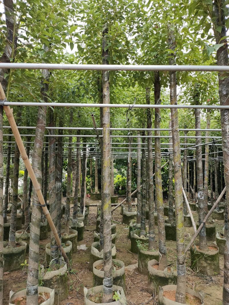 诚信经营香樟树5-25公分