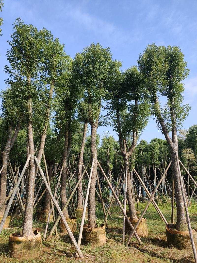 诚信经营香樟树5-25公分