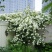 甜蜜红木香花苗浓香四季花卉七里香阳台爬藤蔷薇植物黄木香花