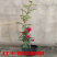 甜蜜红木香花苗浓香四季花卉七里香阳台爬藤蔷薇植物黄木香花