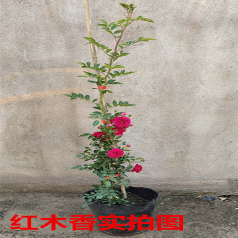 甜蜜红木香花苗浓香四季花卉七里香阳台爬藤蔷薇植物黄木香花