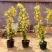 甜蜜红木香花苗浓香四季花卉七里香阳台爬藤蔷薇植物黄木香花