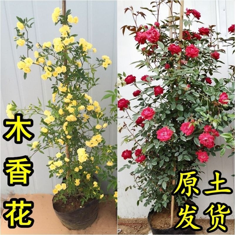 甜蜜红木香花苗浓香四季花卉七里香阳台爬藤蔷薇植物黄木香花