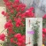 甜蜜红木香花苗浓香四季花卉七里香阳台爬藤蔷薇植物黄木香花