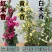 甜蜜红木香花苗浓香四季花卉七里香阳台爬藤蔷薇植物黄木香花