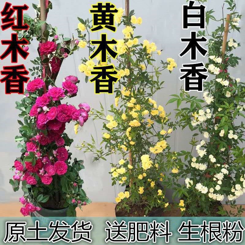甜蜜红木香花苗浓香四季花卉七里香阳台爬藤蔷薇植物黄木香花