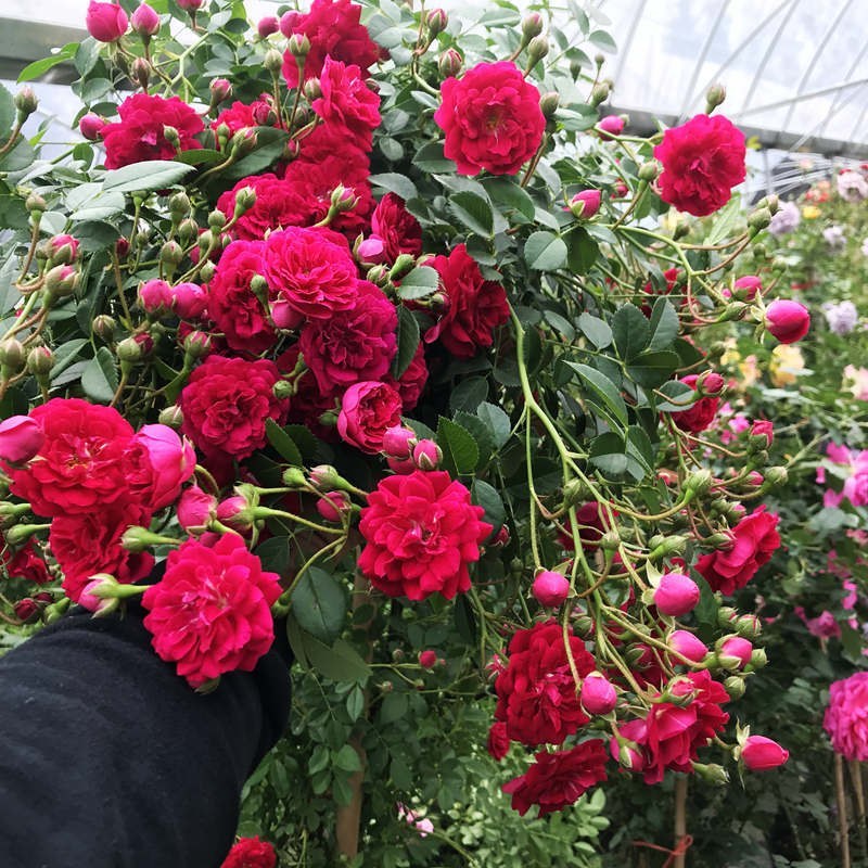甜蜜红木香花苗浓香四季花卉七里香阳台爬藤蔷薇植物黄木香花