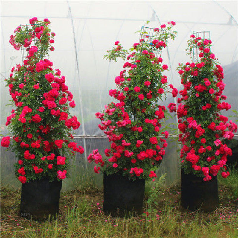 甜蜜红木香花苗浓香四季花卉七里香阳台爬藤蔷薇植物黄木香花