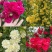 甜蜜红木香花苗浓香四季花卉七里香阳台爬藤蔷薇植物黄木香花