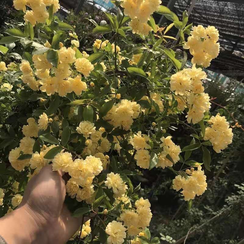 甜蜜红木香花苗浓香四季花卉七里香阳台爬藤蔷薇植物黄木香花