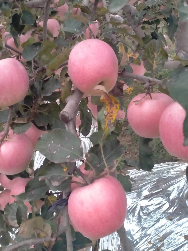 纸袋红富士苹果产地。陕西诚信果品合作社