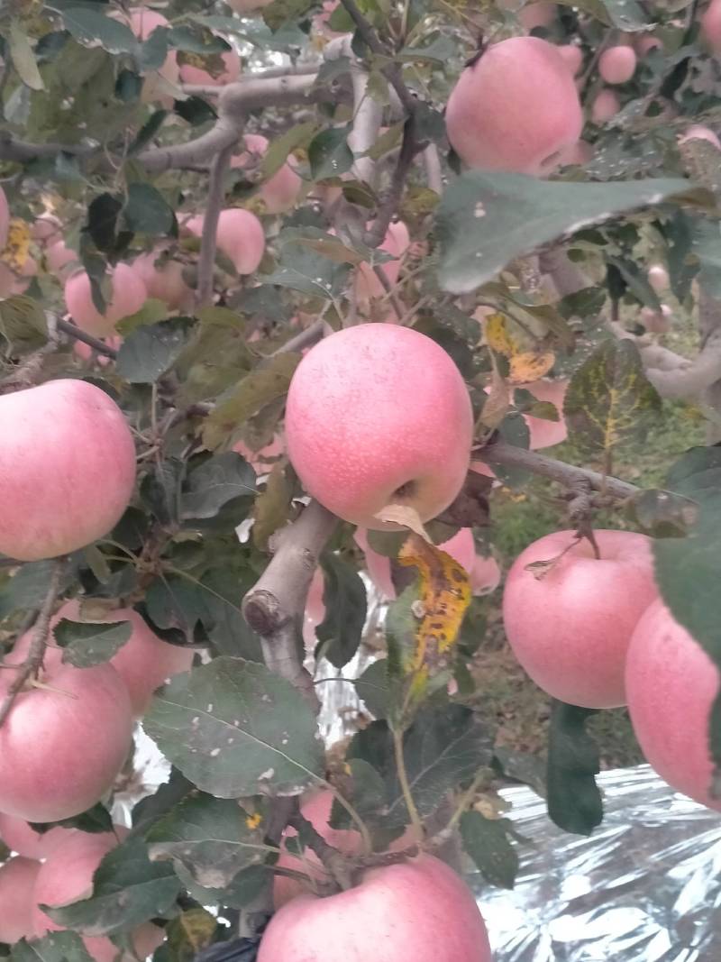 纸袋红富士苹果产地。陕西诚信果品合作社