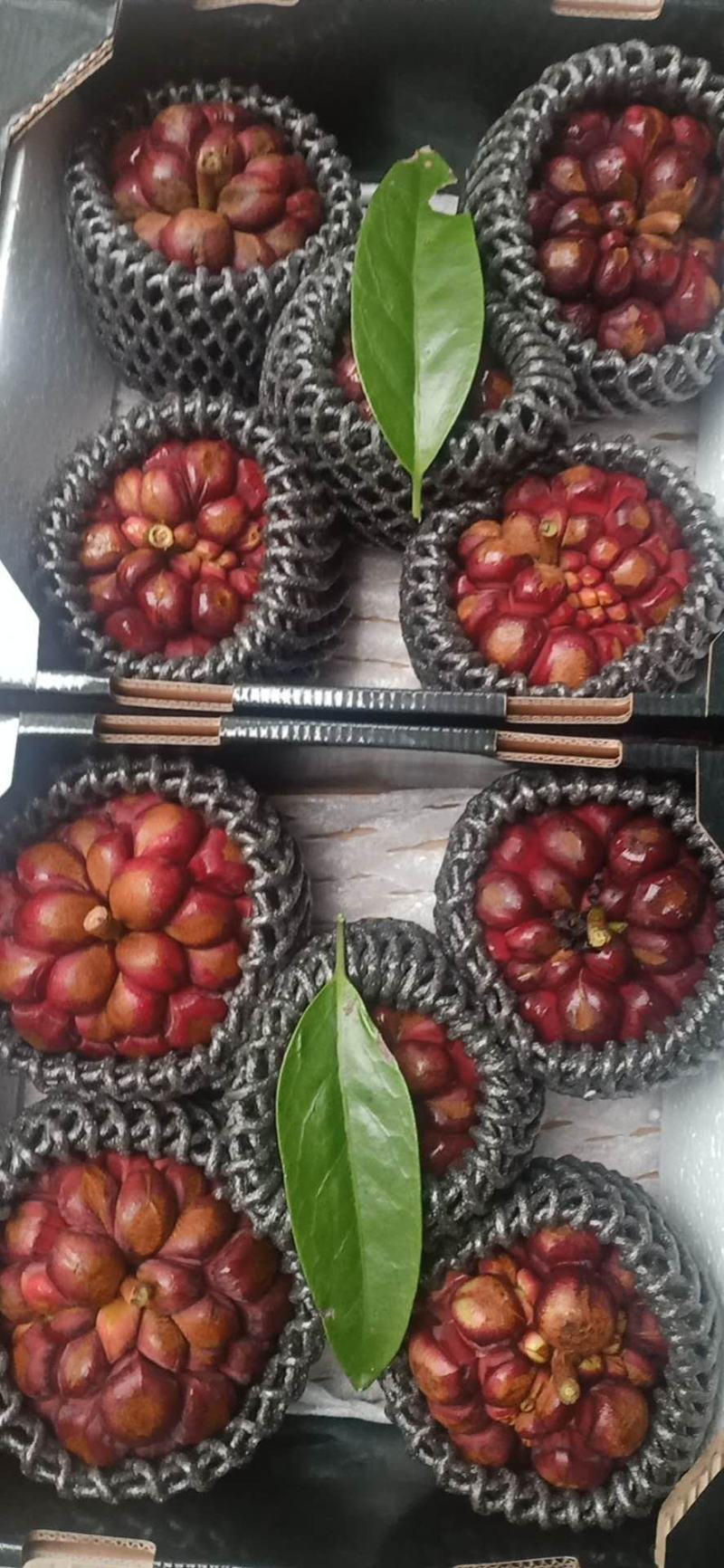 黑老虎，布福娜，大钻