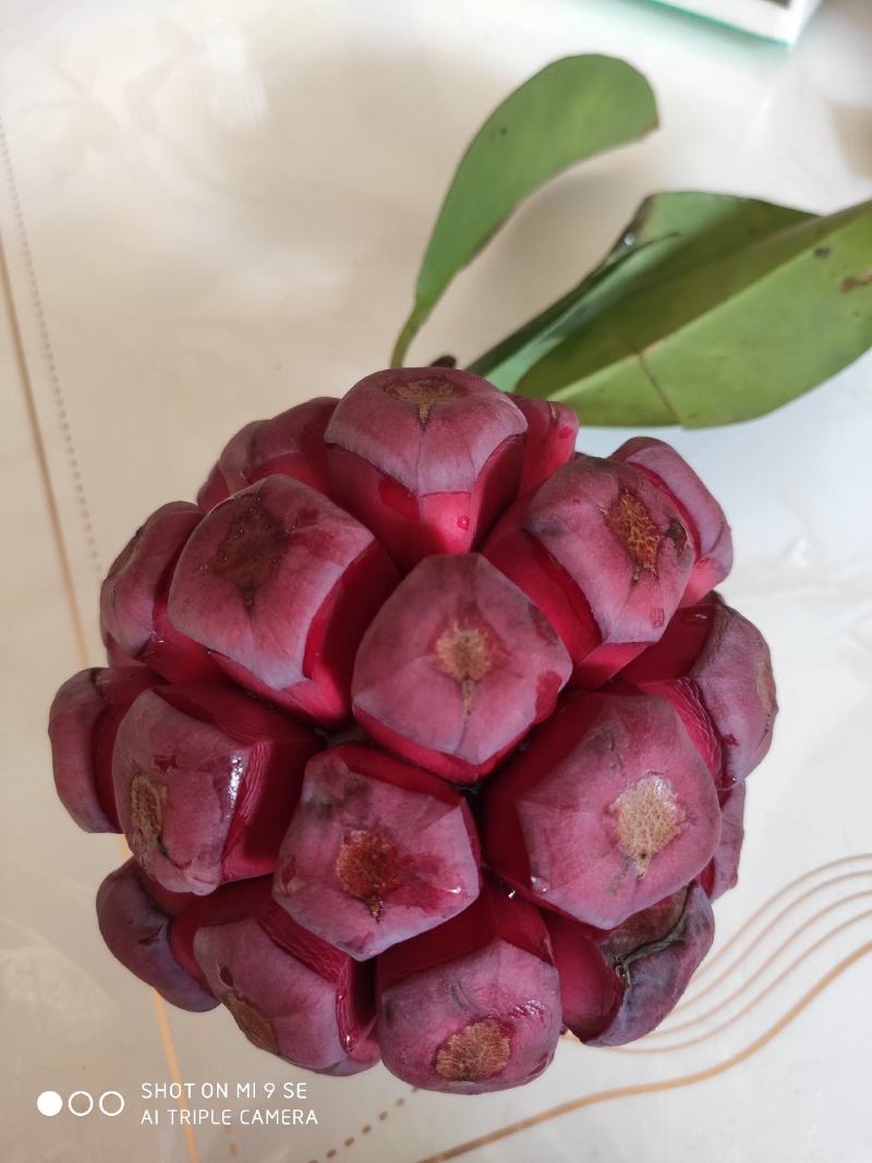 黑老虎，布福娜，大钻