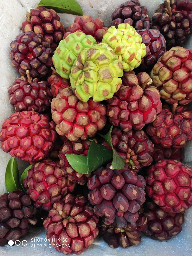 黑老虎，布福娜，大钻